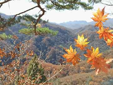 打胎药可以购买吗打胎没掉干净吃什么药（打胎没掉干净,吃什么药）